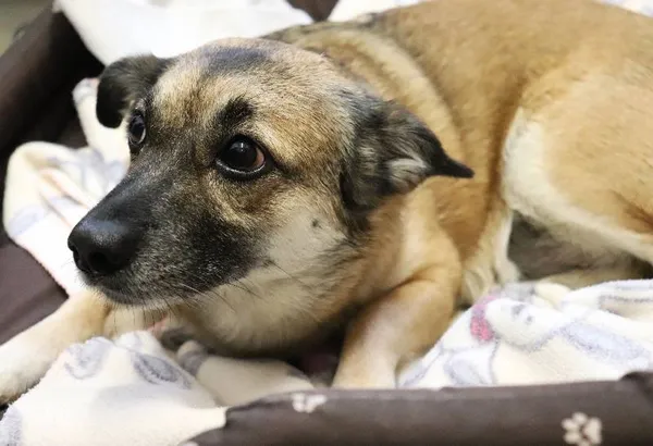 Znaleziono psa, Łódź, 10 maja 2025 (5/5)