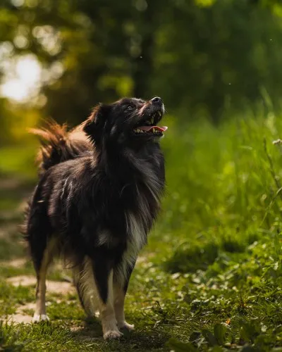 Pies do adopcji, Kraków, 26 kwietnia 2025 (1/5)