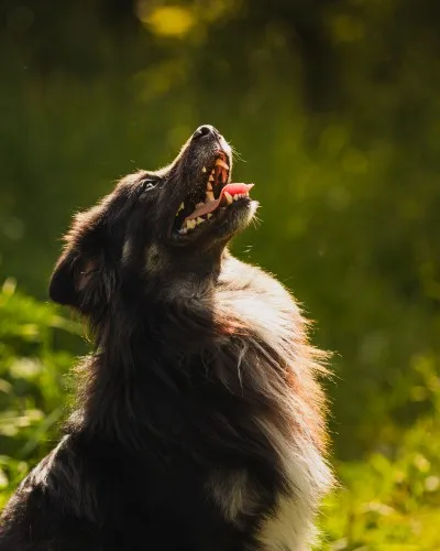 Pies do adopcji, Kraków, 26 kwietnia 2025 (3/5)