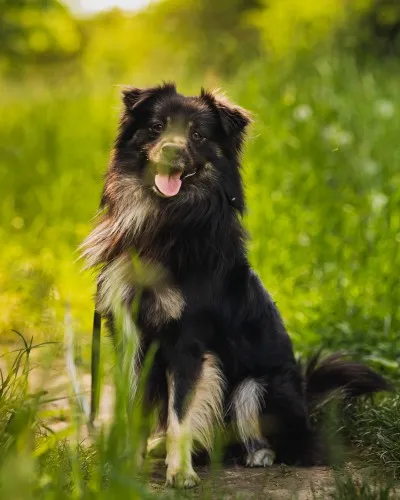 Pies do adopcji, Kraków, 26 kwietnia 2025 (5/5)