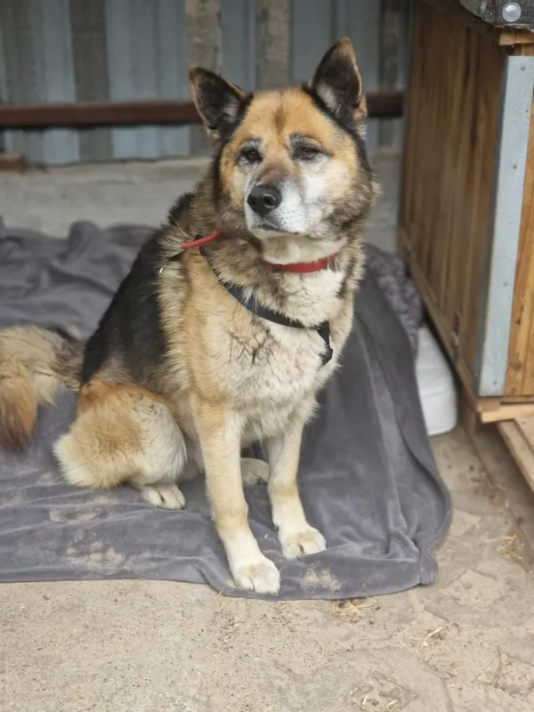 Pies do adopcji, Milanówek, 10 maja 2025 (1/5)