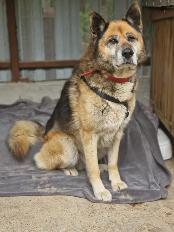 Pies do adopcji, Milanówek, 10 maja 2025 (2/5)