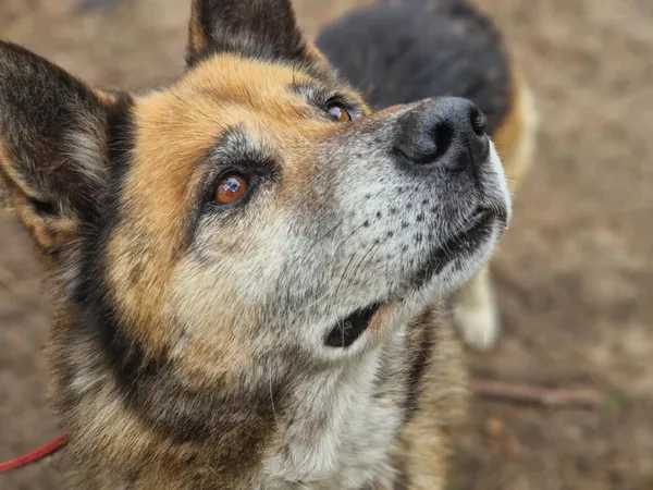 Pies do adopcji, Milanówek, 10 maja 2025 (3/5)