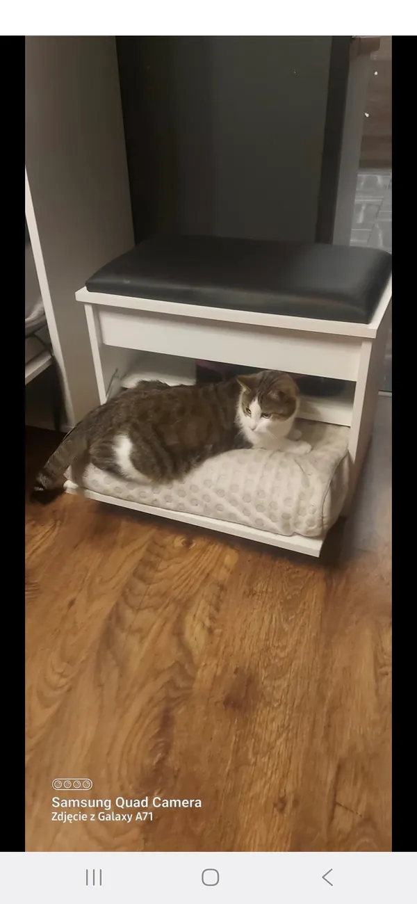 Zaginął kot, Zabrze, Biskupice, 11 maja 2025 (2/2)