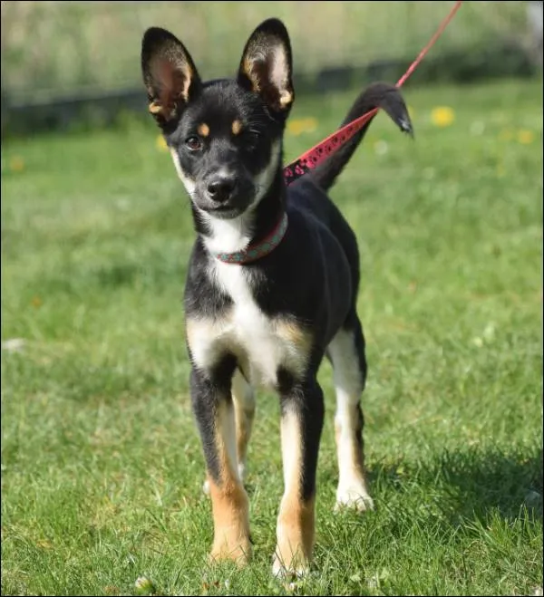 Znaleziono psa, Grudziądz, 22 marca 2025