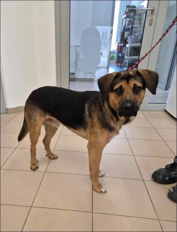 Znaleziono psa, Grudziądz, 11 maja 2025