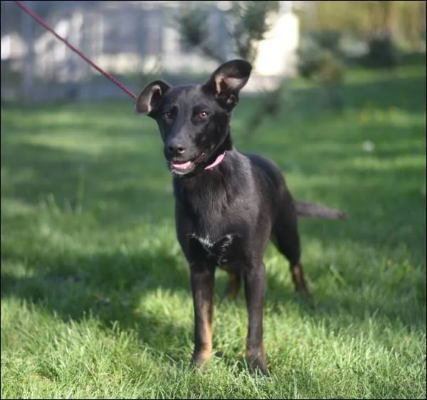 Znaleziono psa, Grudziądz, 10 marca 2025