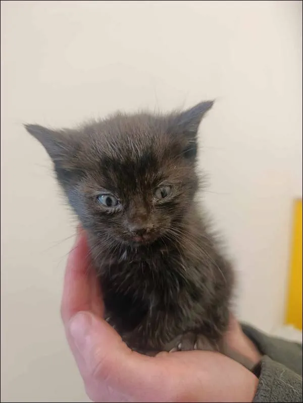 Znaleziono kota, Grudziądz, 11 maja 2025