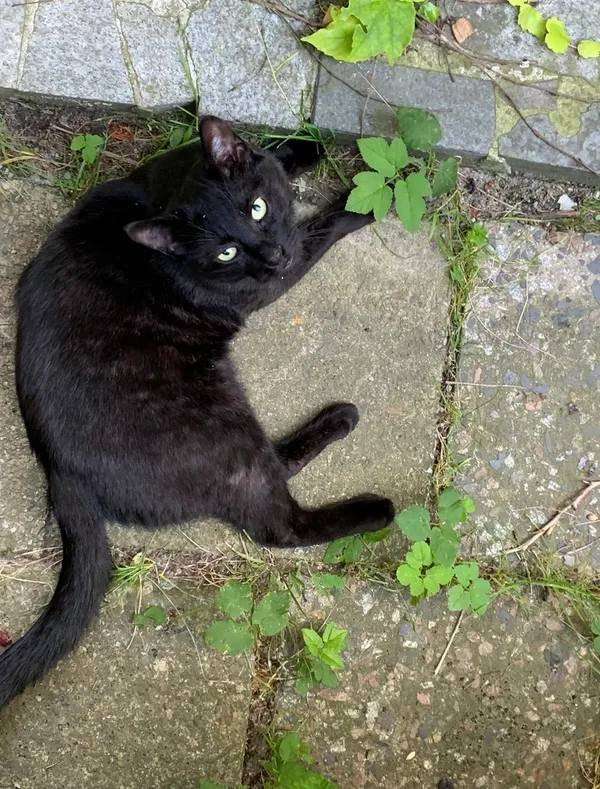 Zaginął kot, Gliwice, Stare Gliwice, 11 maja 2025 (2/3)