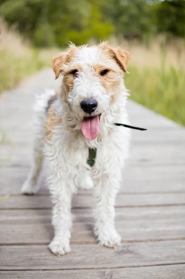 Pies do adopcji, Sosnowiec, 3 stycznia 2025 (4/5)