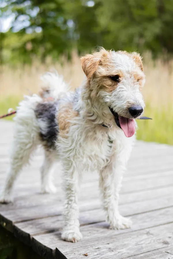 Pies do adopcji, Sosnowiec, 3 stycznia 2025 (5/5)