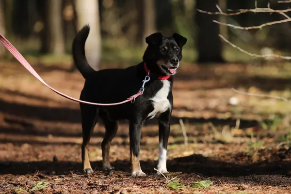 Pies do adopcji, Piła, 26 października 2024 (3/5)