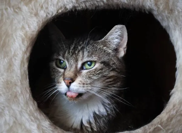 Znaleziono kota, Łódź, 11 maja 2025 (3/5)