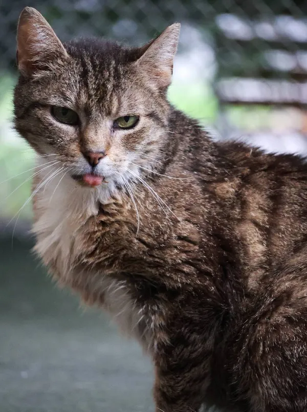 Znaleziono kota, Łódź, 11 maja 2025 (5/5)