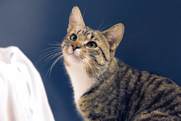 Znaleziono kota, Sosnowiec, 6 maja 2025 (1/2)