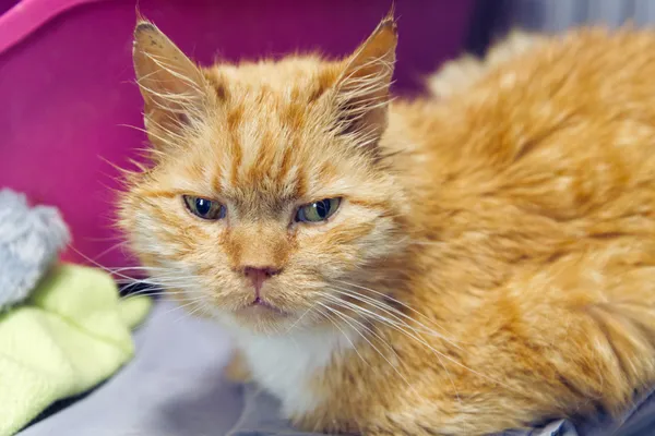 Znaleziono kota, Sosnowiec, 8 maja 2025