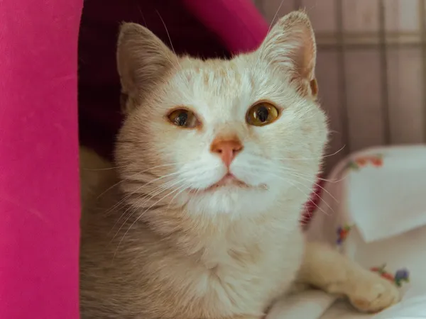 Znaleziono kota, Sosnowiec, 9 maja 2025 (2/2)