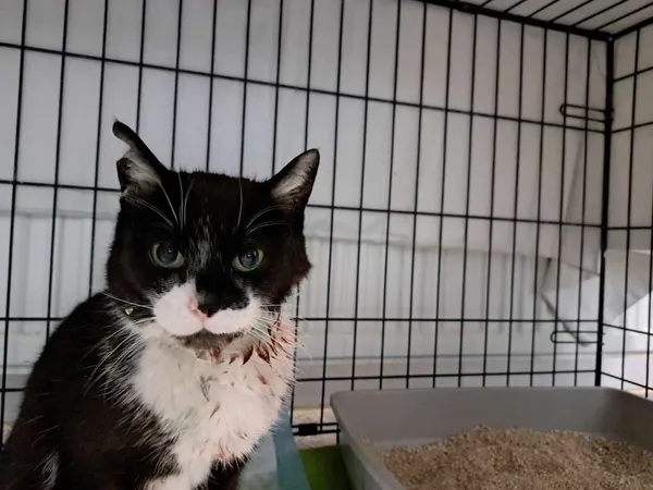 Znaleziono kota, Sosnowiec, 9 maja 2025