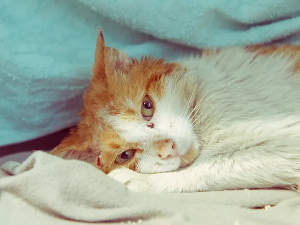 Znaleziono kota, Sosnowiec, 10 maja 2025