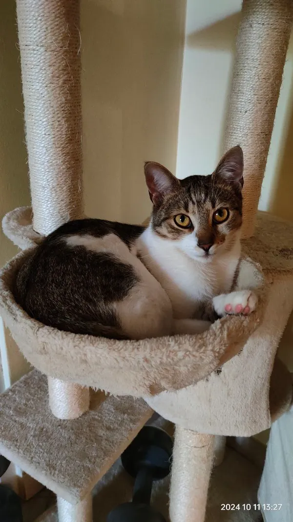 Zaginął kot, Wrocław, Ołtaszyn, 12 maja 2025