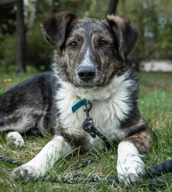 Pies do adopcji, Konin, 14 marca 2025 (1/3)