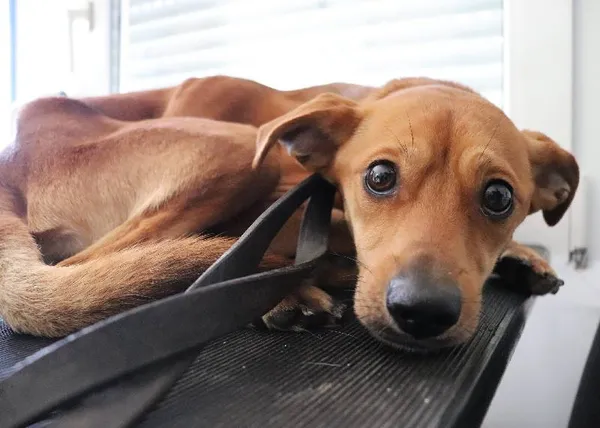 Znaleziono psa, Łódź, 12 maja 2025 (4/5)