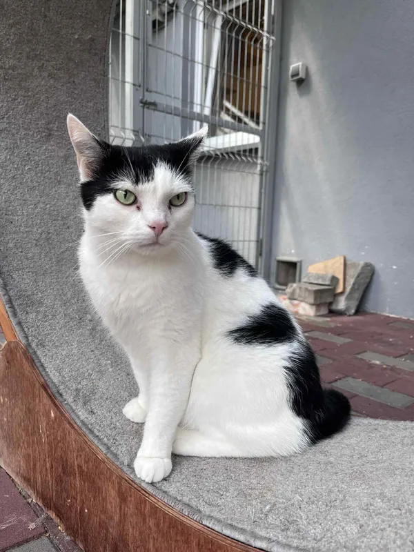 Kot do adopcji, Włocławek, 10 maja 2025 (1/5)