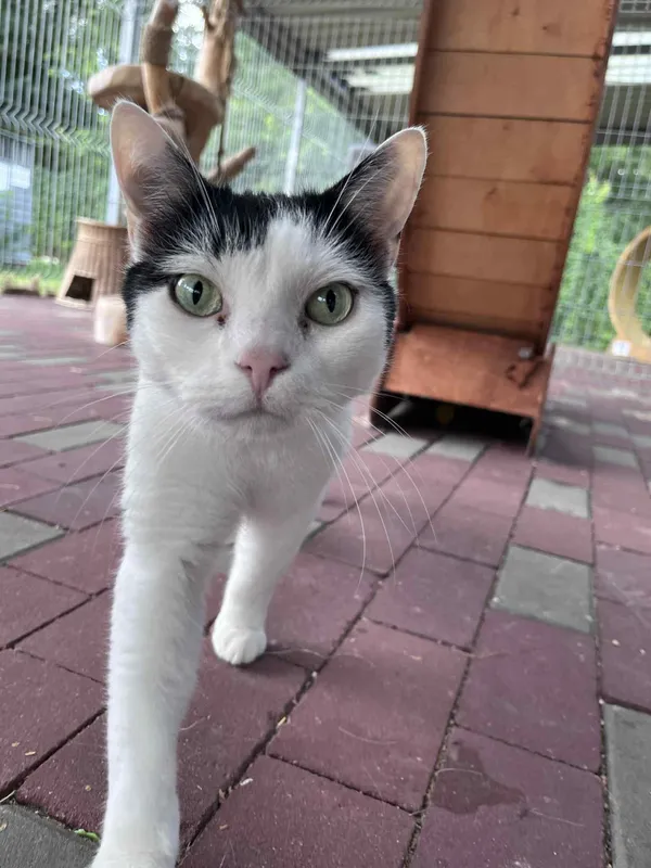 Kot do adopcji, Włocławek, 10 maja 2025 (2/5)