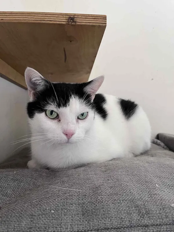 Kot do adopcji, Włocławek, 10 maja 2025 (3/5)