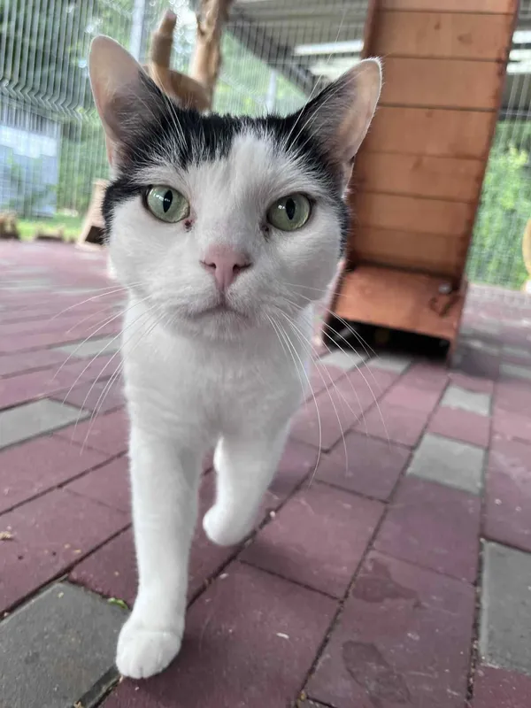 Kot do adopcji, Włocławek, 10 maja 2025 (4/5)