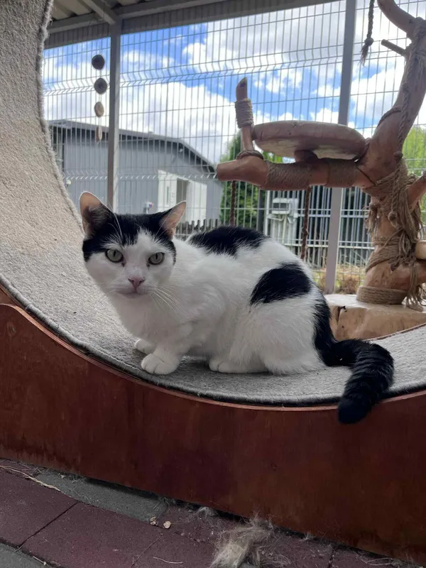 Kot do adopcji, Włocławek, 10 maja 2025 (5/5)