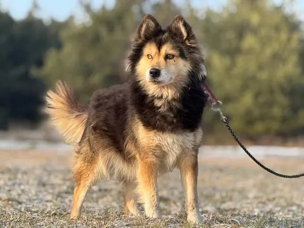 Pies do adopcji, Pieczyska, 12 maja 2025 (2/5)