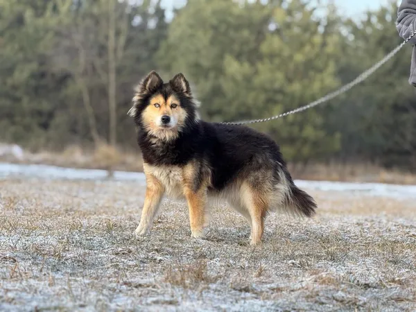 Pies do adopcji, Pieczyska, 12 maja 2025 (3/5)