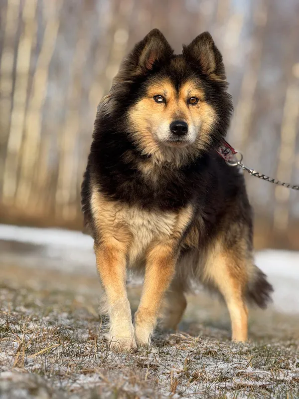 Pies do adopcji, Pieczyska, 12 maja 2025 (5/5)