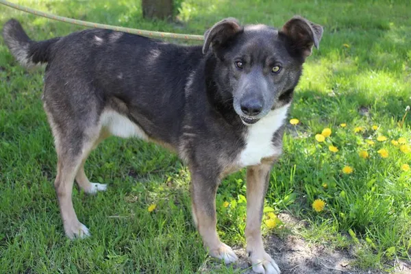 Pies do adopcji, Bełchatów, 3 czerwca 2022 (2/5)