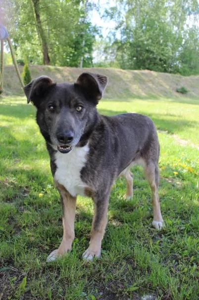 Pies do adopcji, Bełchatów, 3 czerwca 2022 (4/5)