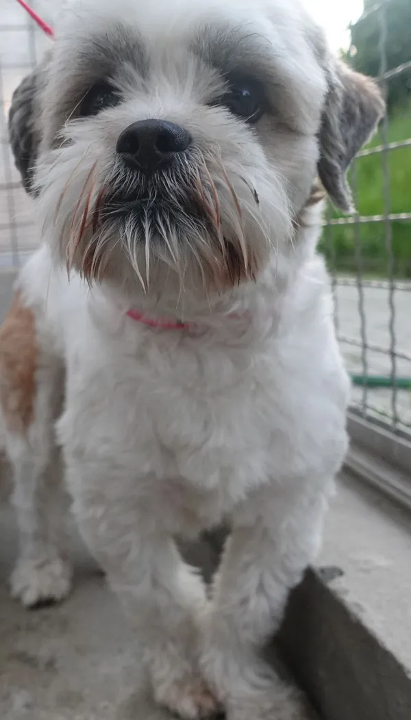 Znaleziono psa, Gdańsk, 12 maja 2025