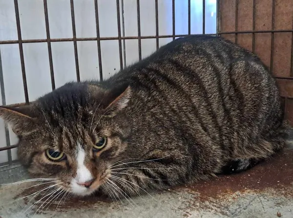 Znaleziono kota, Olsztyn, 11 maja 2025