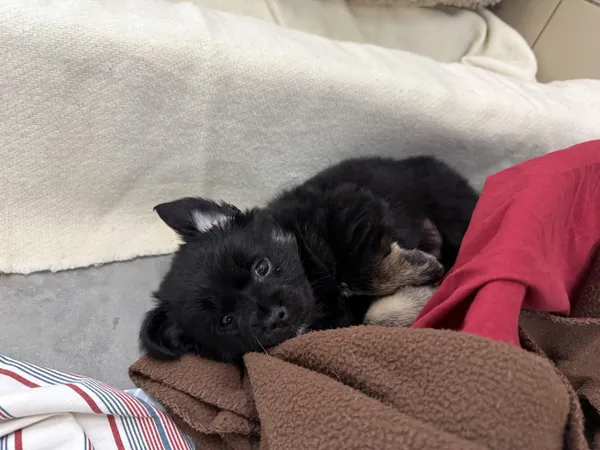 Pies do adopcji, Kraków, 1 maja 2025