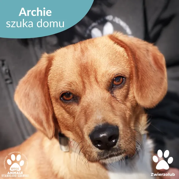 Pies do adopcji, Starogard Gdański, 12 maja 2025 (1/4)