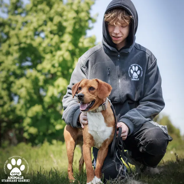 Pies do adopcji, Starogard Gdański, 12 maja 2025 (2/4)