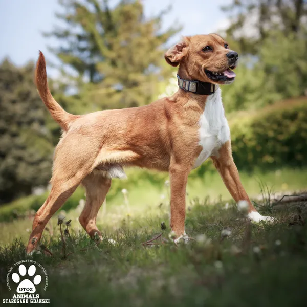 Pies do adopcji, Starogard Gdański, 12 maja 2025 (3/4)