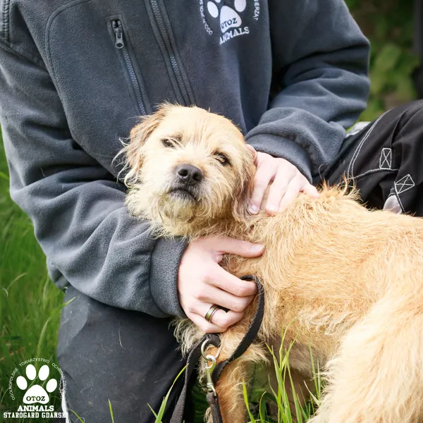 Pies do adopcji, Starogard Gdański, 12 maja 2025 (3/4)