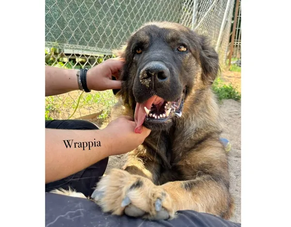 Pies do adopcji, Przyborówko, 28 grudnia 2025 (2/3)