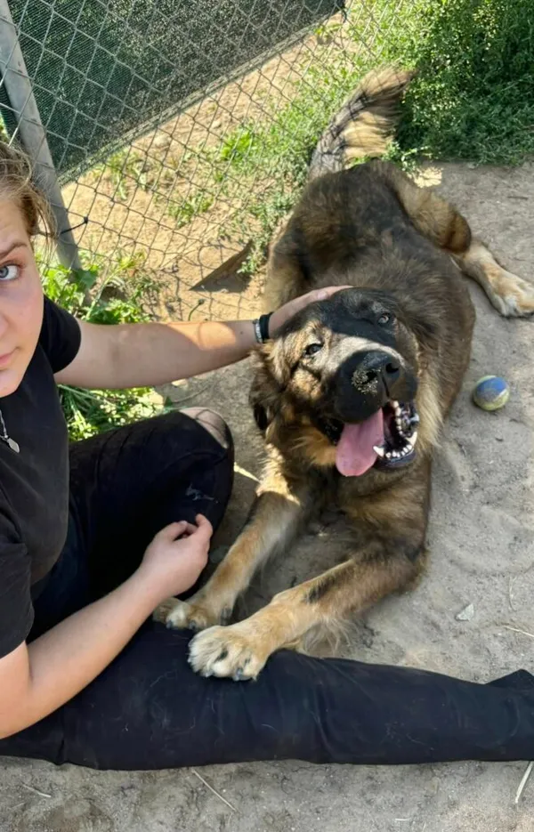 Pies do adopcji, Przyborówko, 28 grudnia 2025 (3/3)