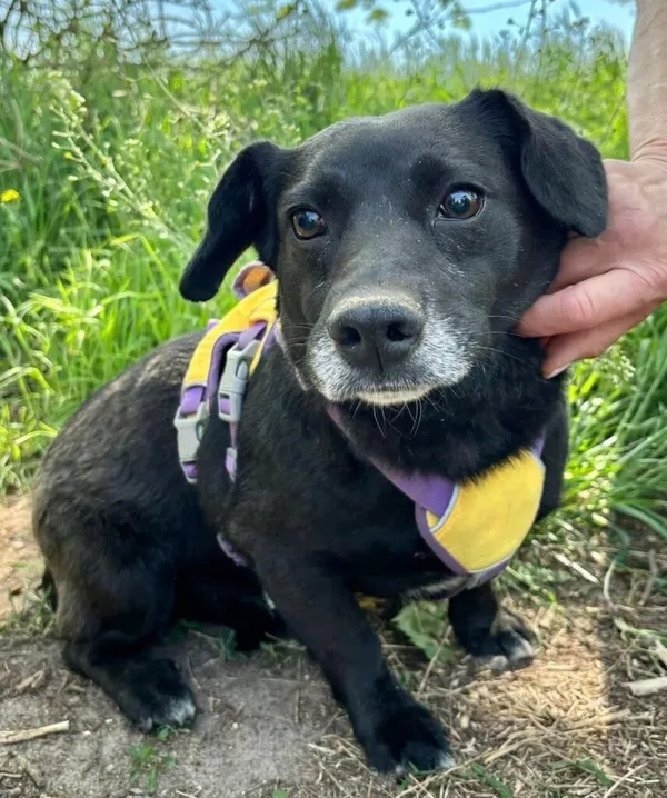 Pies do adopcji, Przyborówko, 12 maja 2025 (2/3)