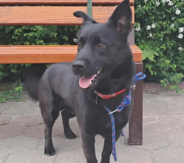 Znaleziono psa, Toruń, 9 maja 2025