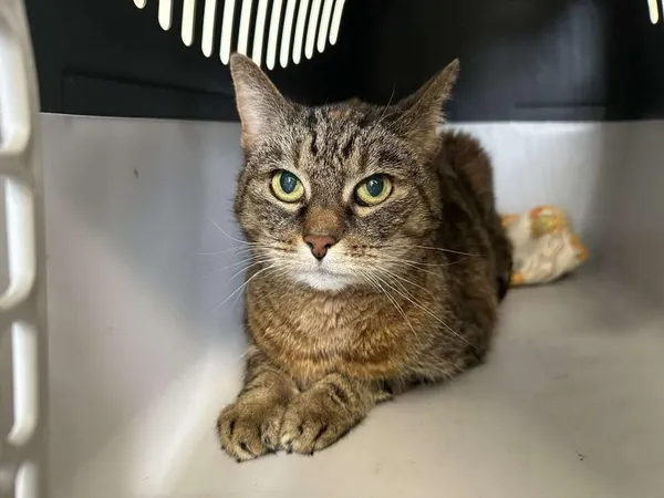 Znaleziono kota, Toruń, 9 maja 2025