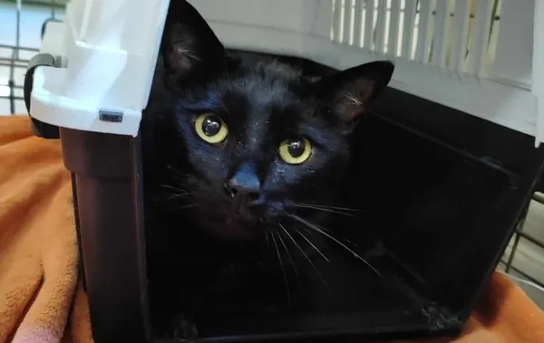 Znaleziono kota, Toruń, 8 maja 2025