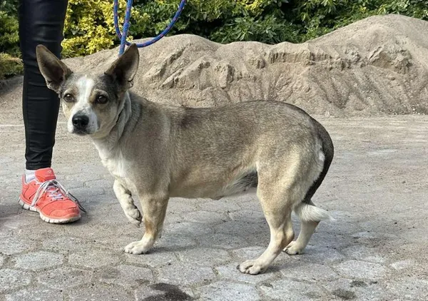 Znaleziono psa, Toruń, 8 maja 2025